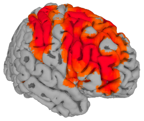 Right-hemisphere cortical surface with searchlight prediction accuracy highlighted in red and orange